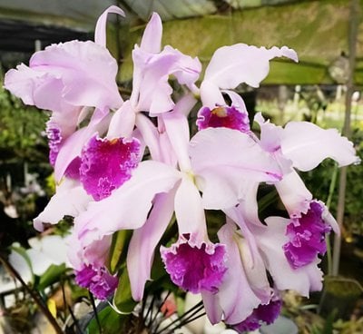 C. mossiae fma. semi-alba flamea 'Angel Feather' x C. mossiae tipo flamea