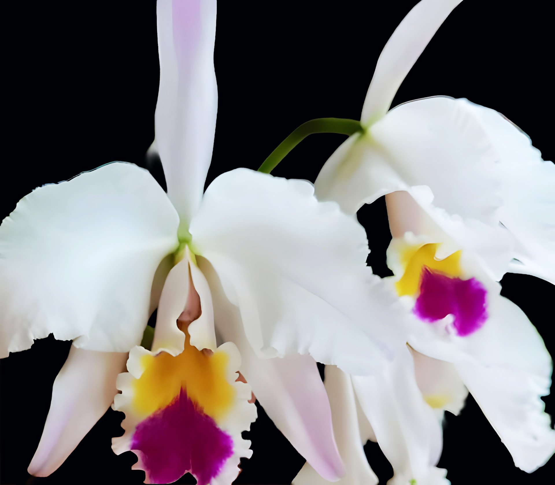 C. gaskelliana semi-alba x concolor