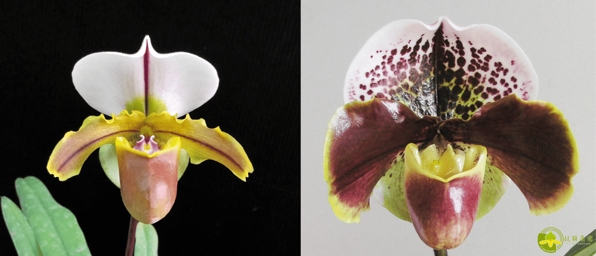 Paph.Bruno X Paph. Enzan Kitty 3