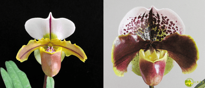 Paph.Bruno X Paph. Enzan Kitty