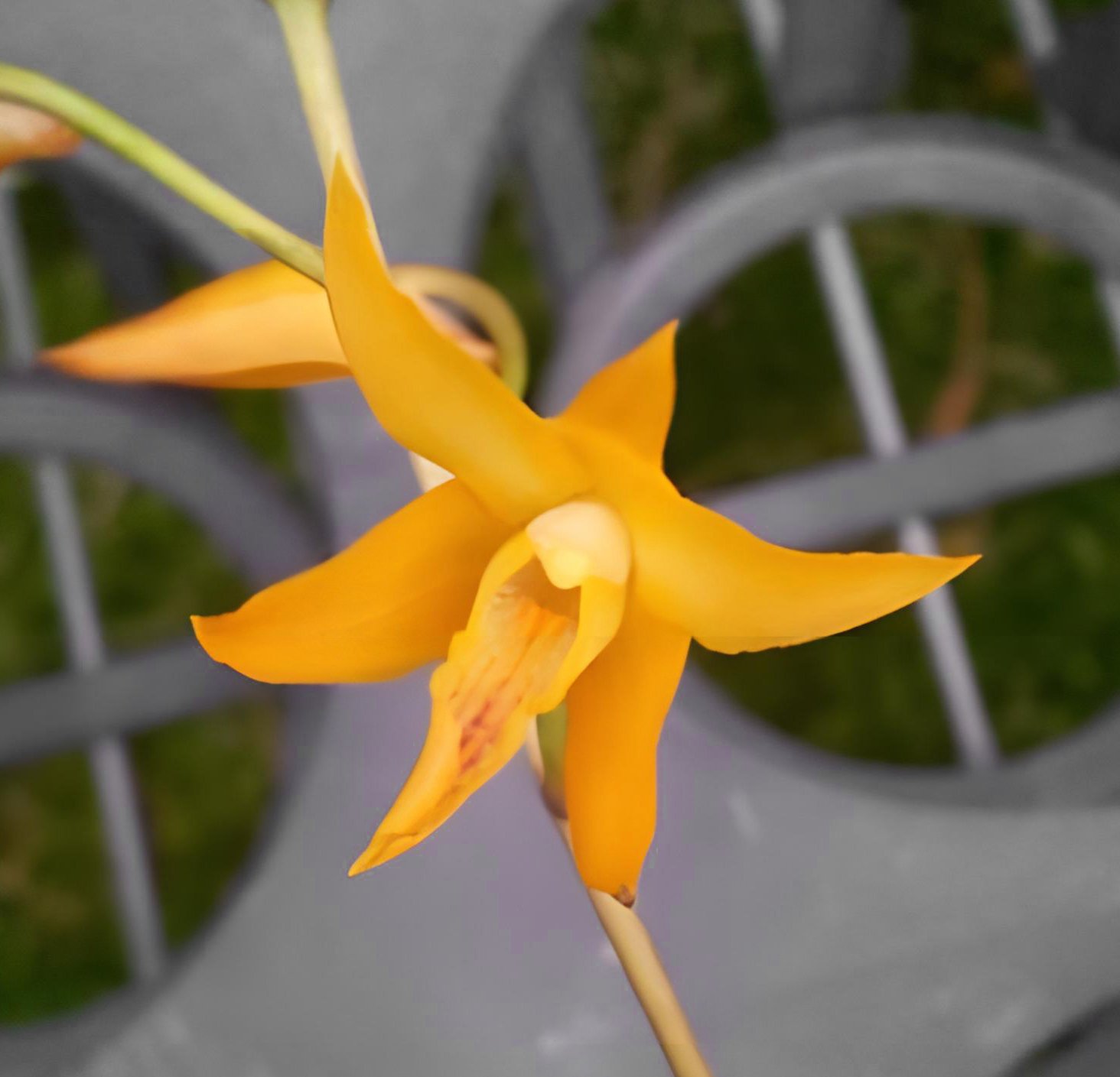 Bifrenaria aureofulva