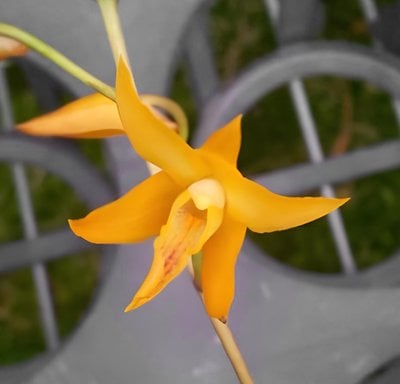 Bifrenaria aureofulva