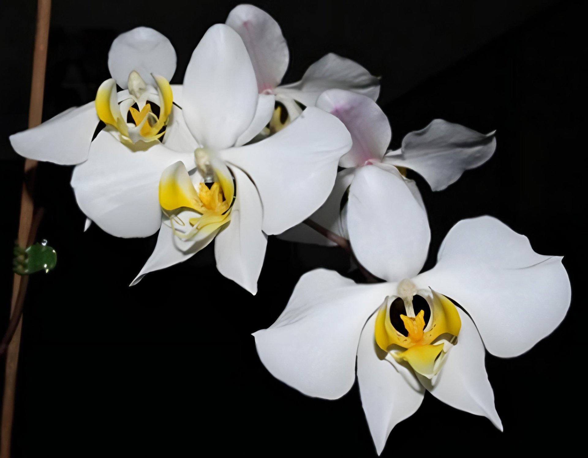 Phal.amabilis var. sabah
