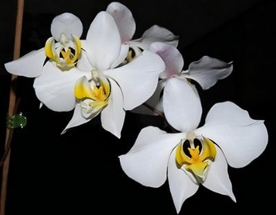 Phal.amabilis var. sabah