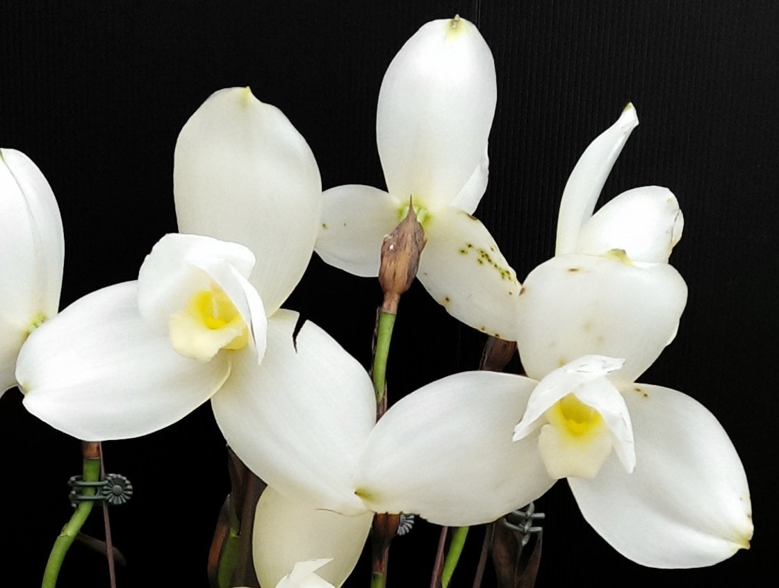 (Lyc.Shoalhaven x Auburn) x (Lyc.Fire Bird x Gayser Gold)