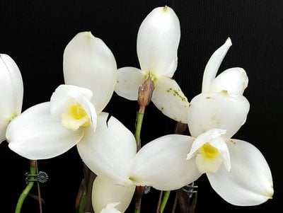 (Lyc.Shoalhaven x Auburn) x (Lyc.Fire Bird x Gayser Gold)