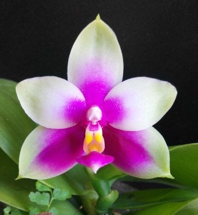 Phalaenopsis bellina