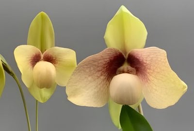 Paph.Wossner China Moon x Paph.hangianum