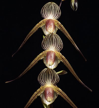 Paph.armeniacum X Paph. Lady Rothschild