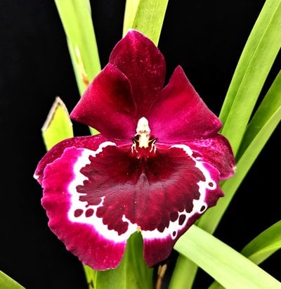 Miltonia Morris Chestnut