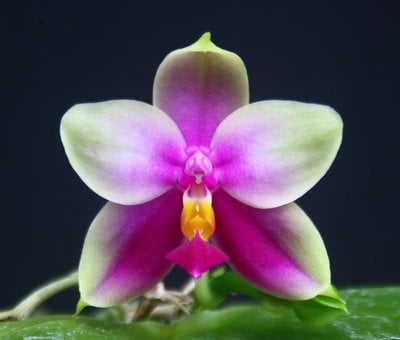 Phal. bellina xsib
