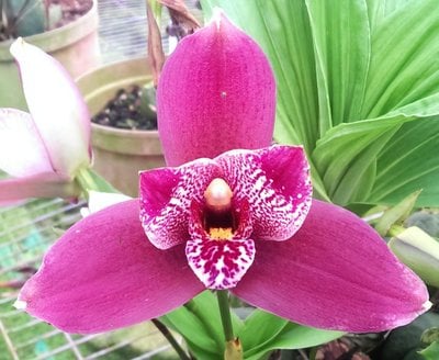 Lyc.Kiama'No 11' X (Lyc.(capicorn x Vulcan) x Angcst.Paul Gripp)