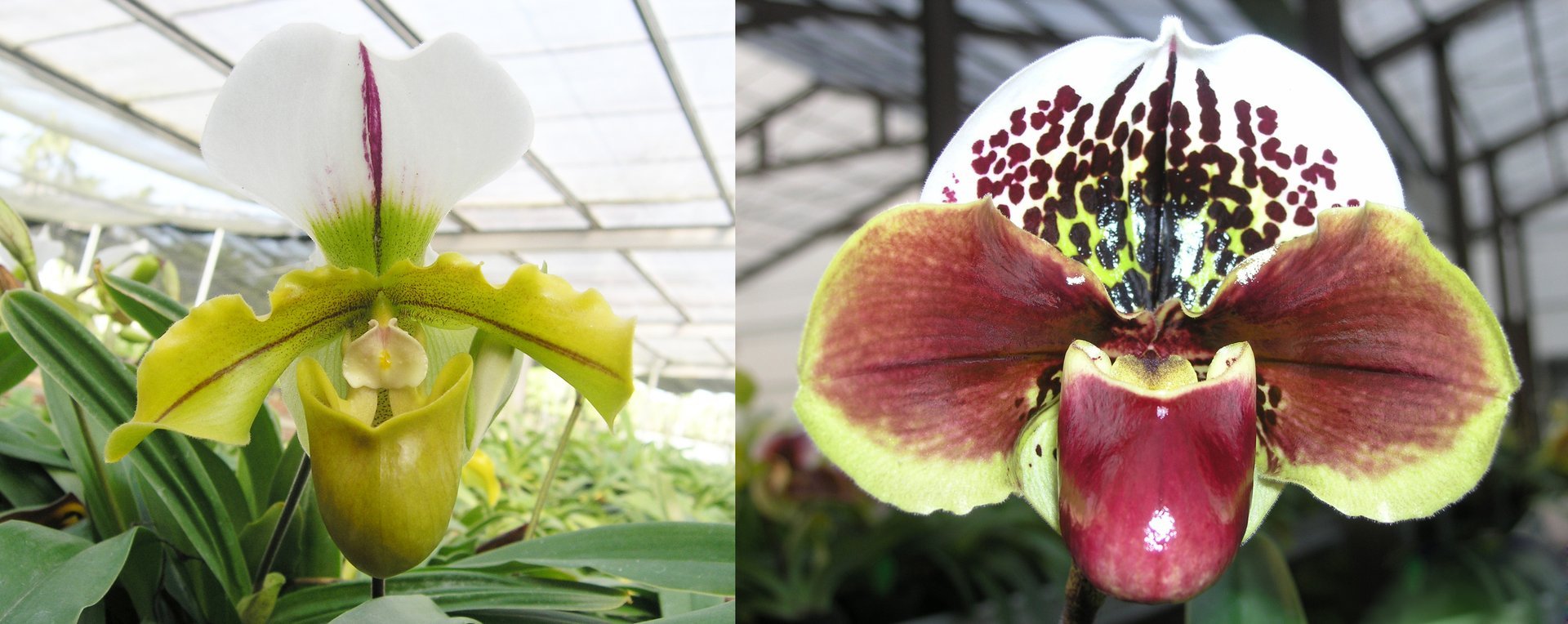 Paph.spicerianum'big' x Paph.Yi-Ying Twinkling Stars 3