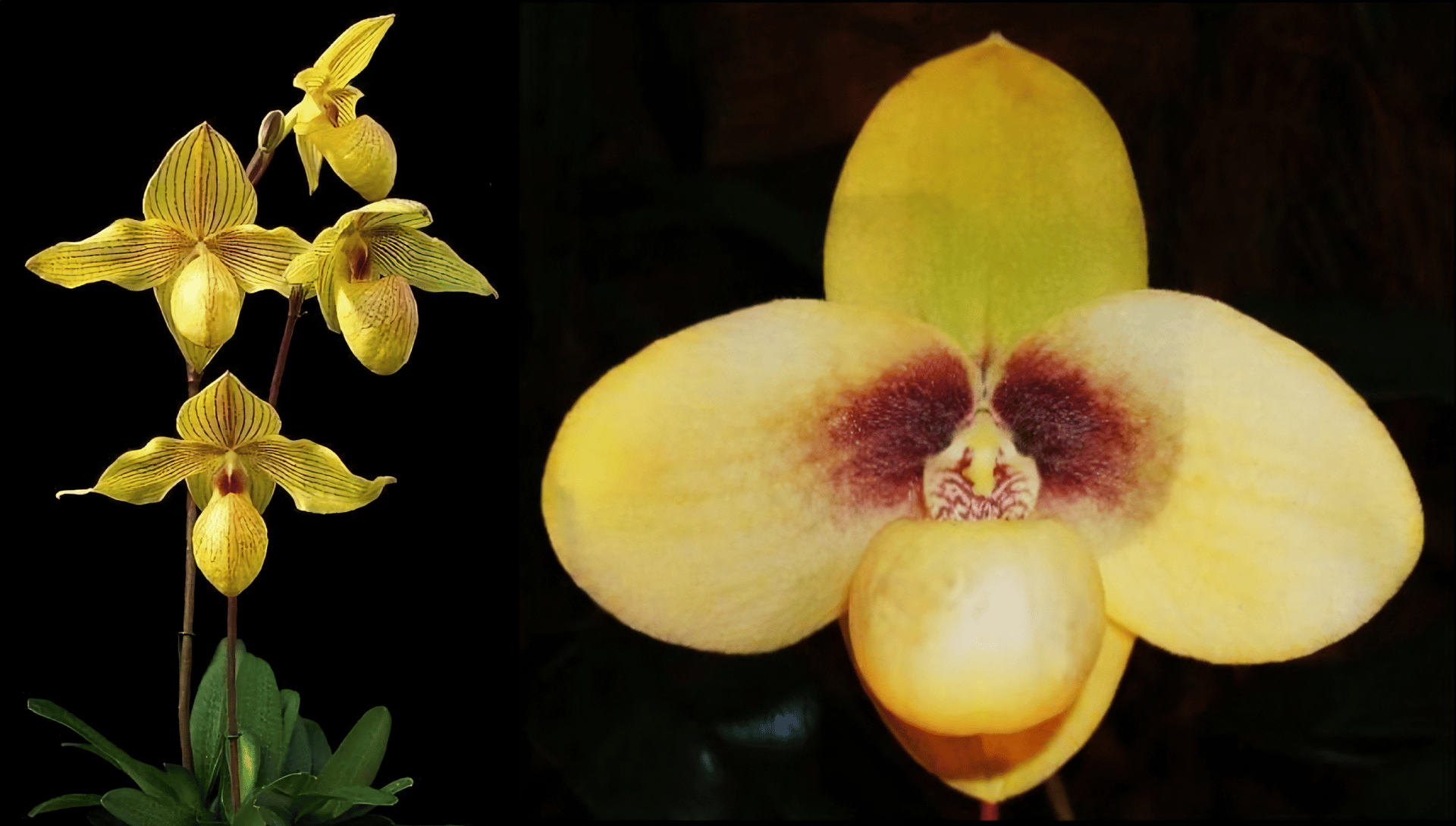 Paph.(Lady isabel x armeniacum) x Paph.hangianum 3