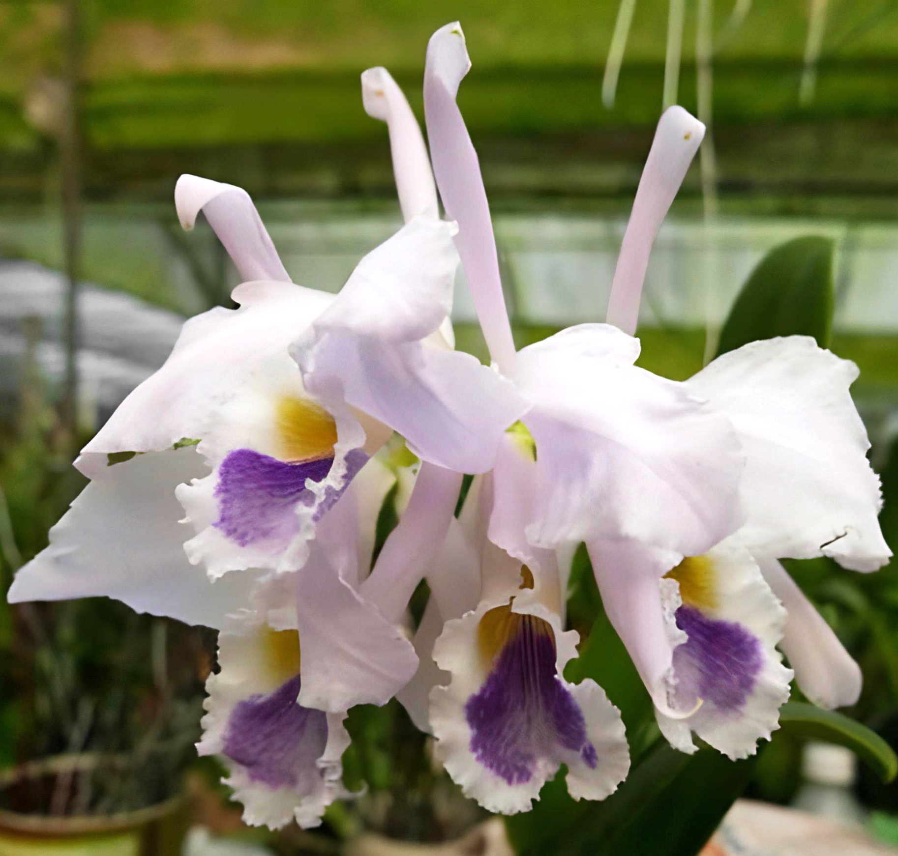 C. gaskelliana fma. coerulea 'Elevina' x 'Sky High' 2