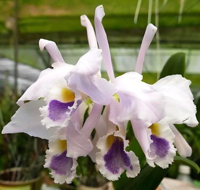 C. gaskelliana fma. coerulea 'Elevina' x 'Sky High'
