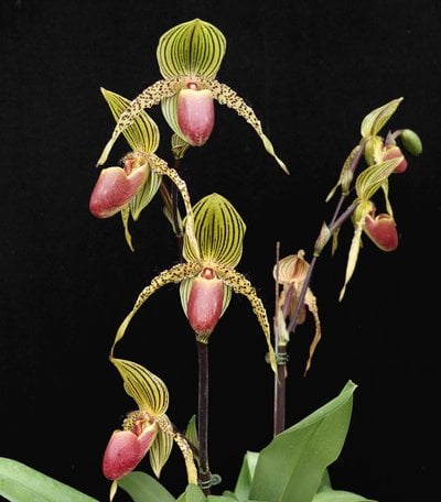 Paph.Lebeau x self