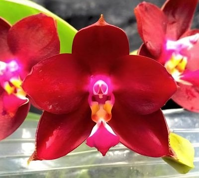 Phal. LD Bear King'LD' x George Vasquez 'Eureka'