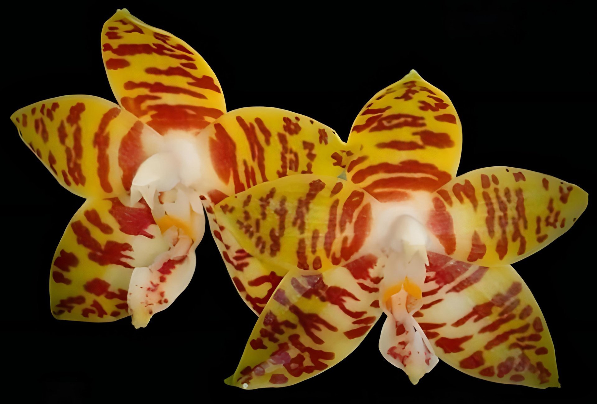 Phal.Mambo(mannii x amboinensis) 2