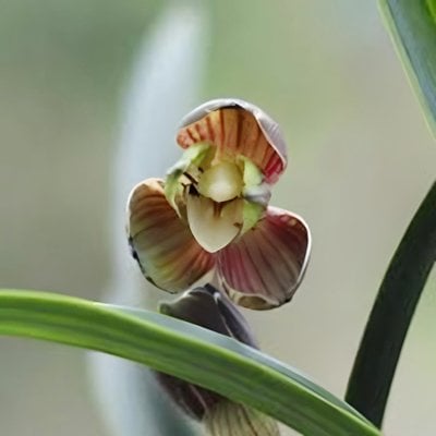 Cymbidium goeringii "  Chang Le Mei"