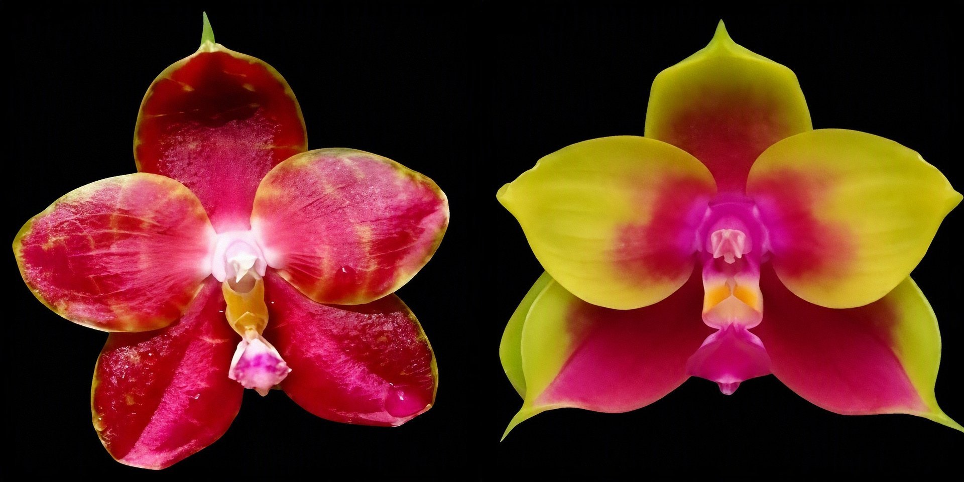 Phal Pylo's Novelty (Mituo King Bellina #1 X Brother Ambo Passion 'OK') 3
