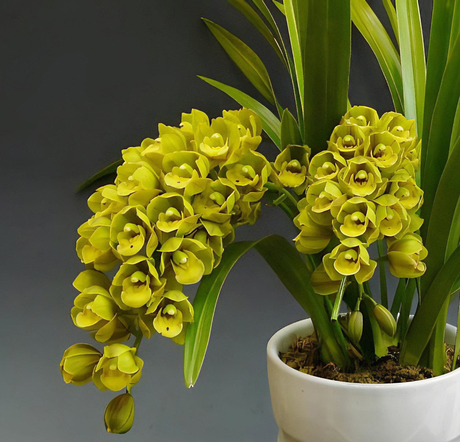 Cym.Eastern Wind 'Emerald' 2