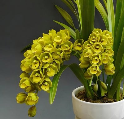 Cym.Eastern Wind 'Emerald'