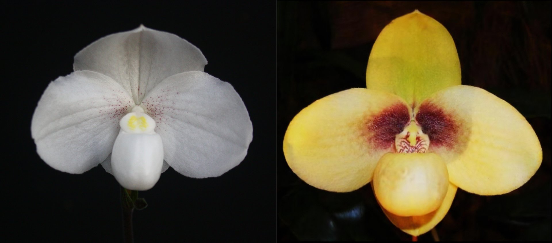Paph.niveum X Paph.hangianum 3