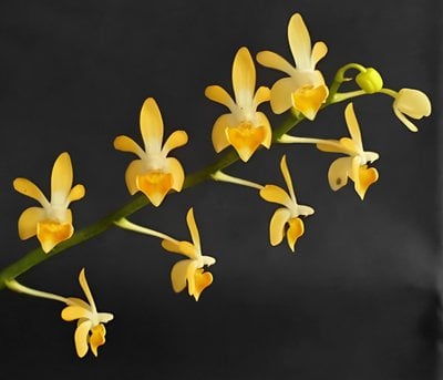 Phal.maliponensis'orange" x sib