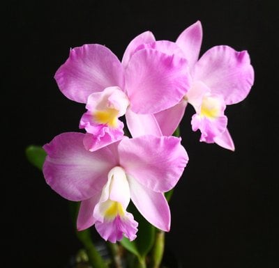 Cattlianthe Doris and Byron 'Christmas Rose'(MC)