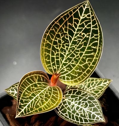 Ludisia discolor x Anoectochilus cv. ex Ukraine