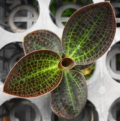 Dossinia marmorata(10 plants in)