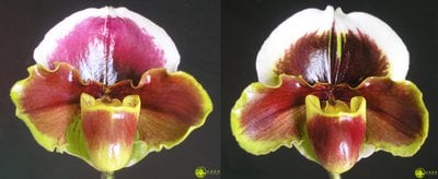 Paph.Yi-Ying Fire Fox