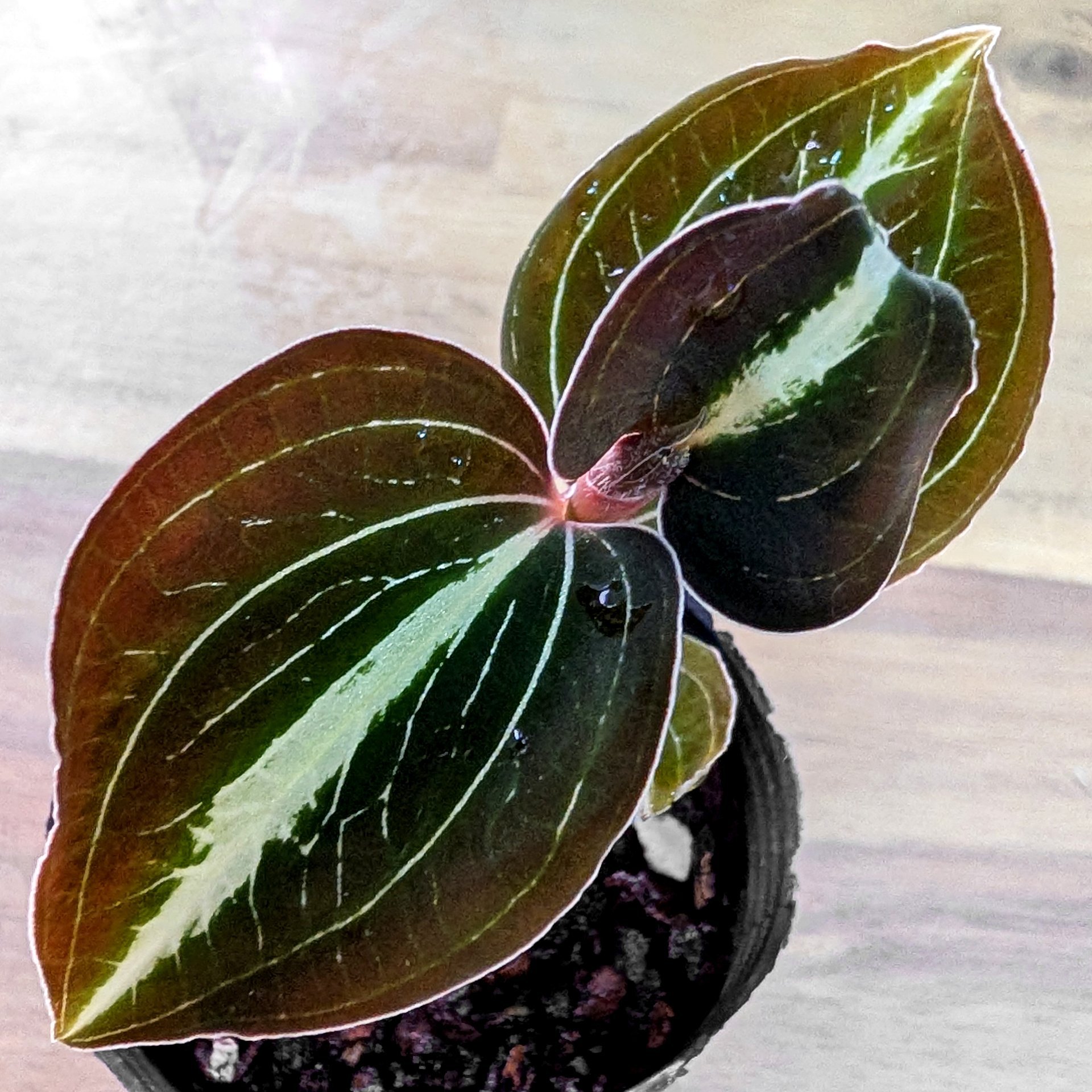 Anoectochilus siamensis