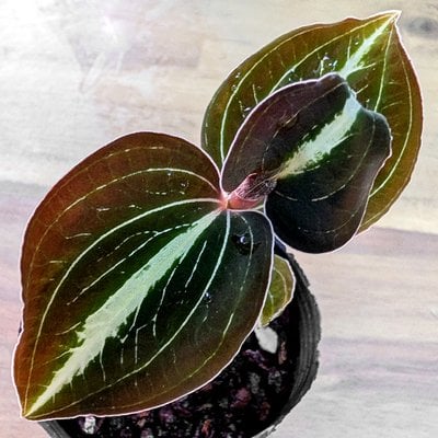 Anoectochilus siamensis