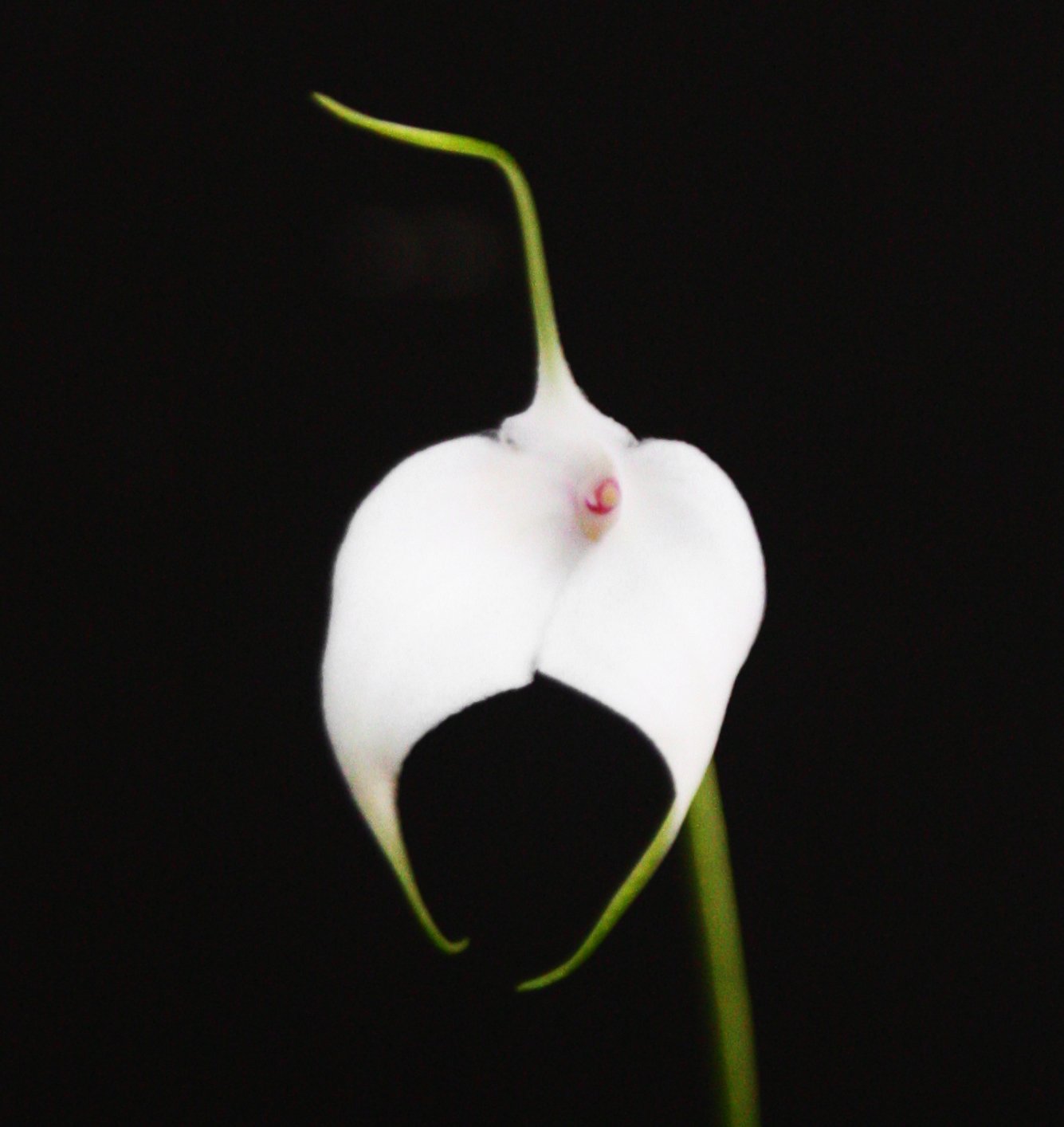 Masdevallia amabilis var. Alba