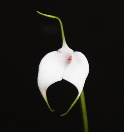 Masdevallia amabilis var. Alba