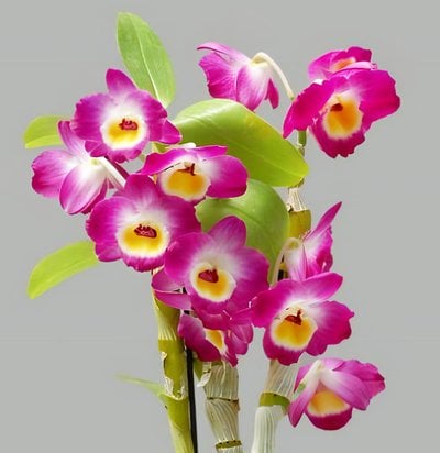 Den. Tdares Angel. Emperor 'Redbird'