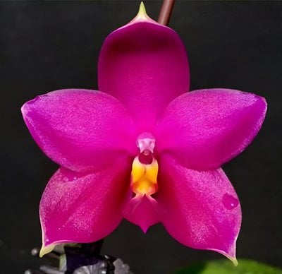 Phal. LD Bear King'LD' x George Vasquez 'Eureka'