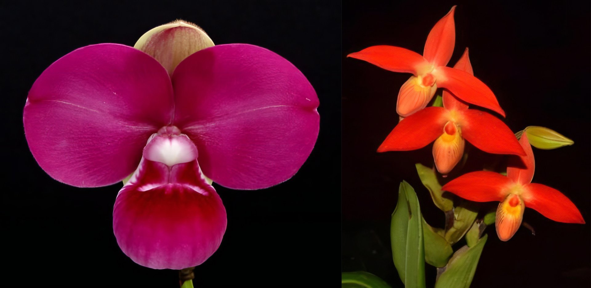 Name (kovachii x dalessandroi)(10 plants in) 4