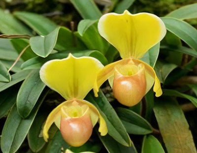 Paph.helenaeｘsib
