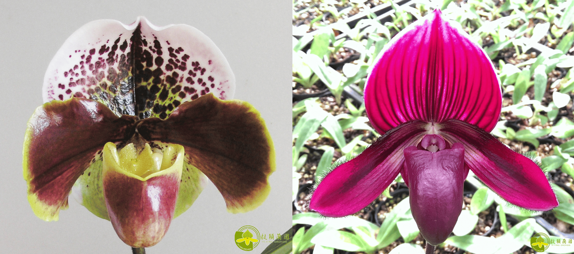 Paph.Enzan Kitty  X Yi-Ying Stanta Claul 3