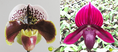 Paph.Enzan Kitty  X Yi-Ying Stanta Claul
