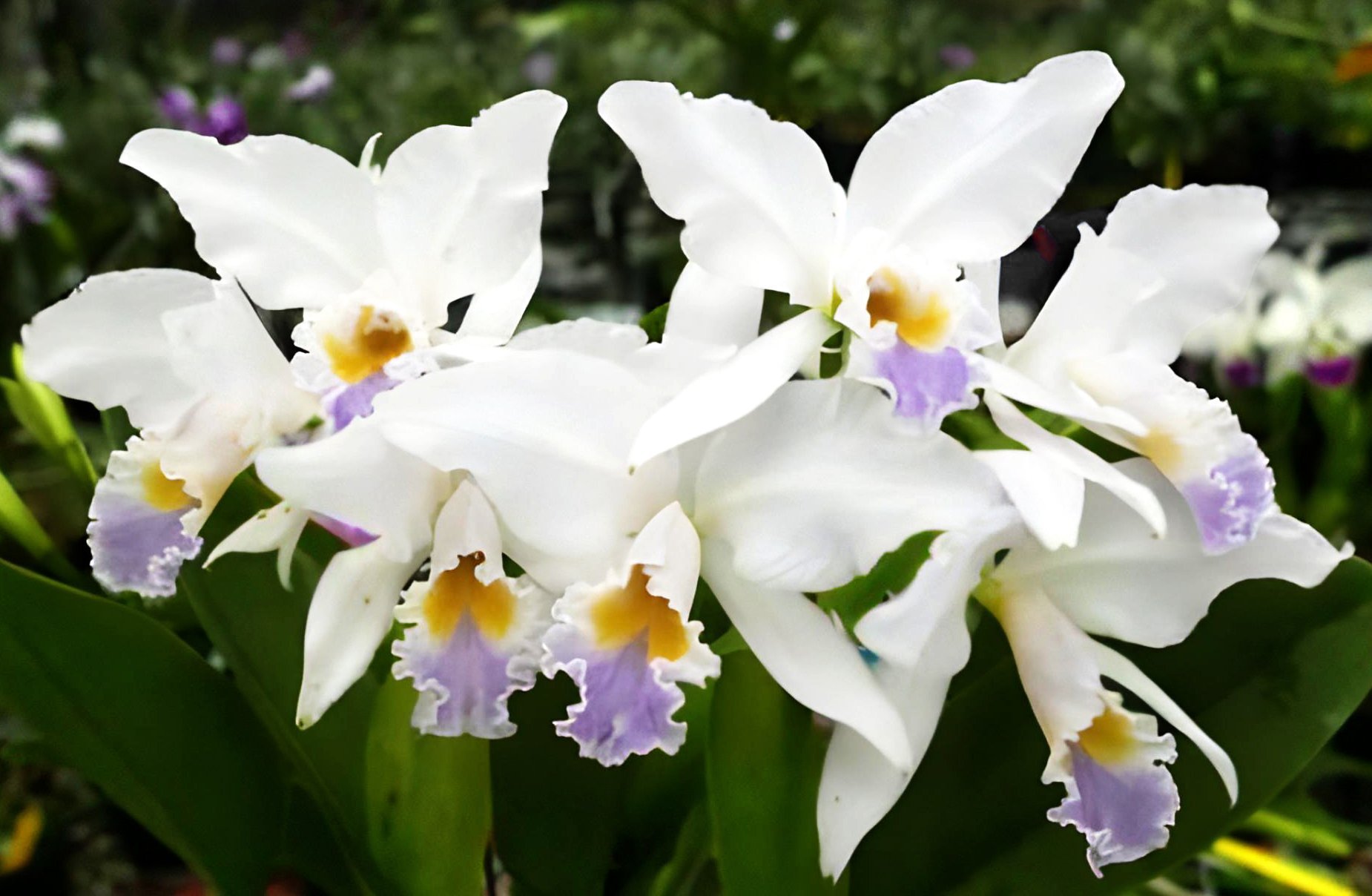 C. gaskelliana fma. coerulea 'Elevina' x 'Sky High'