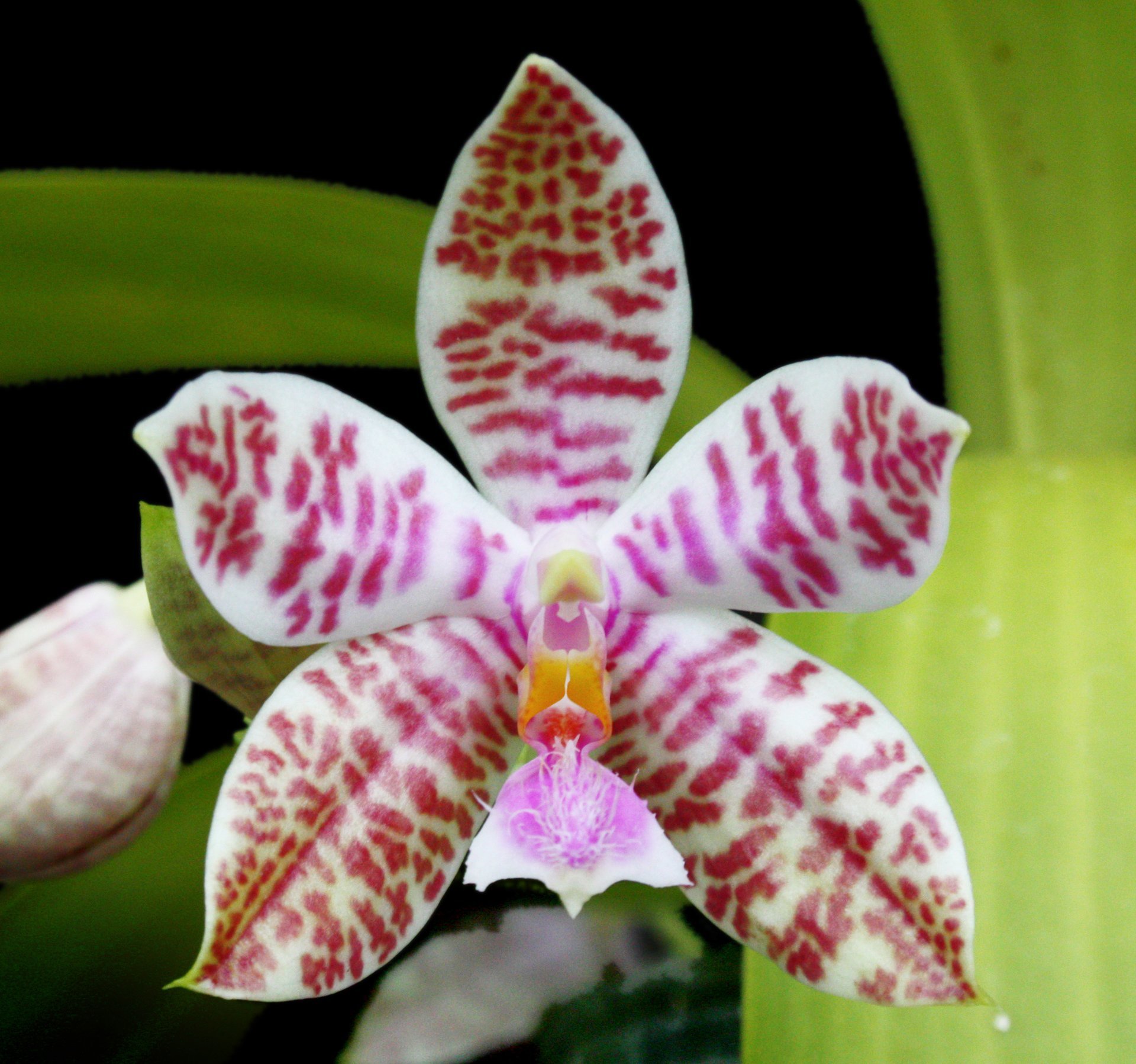 Phal.hieroglyphica x sib