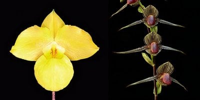 Paph.armeniacum X Paph.rothschildianum