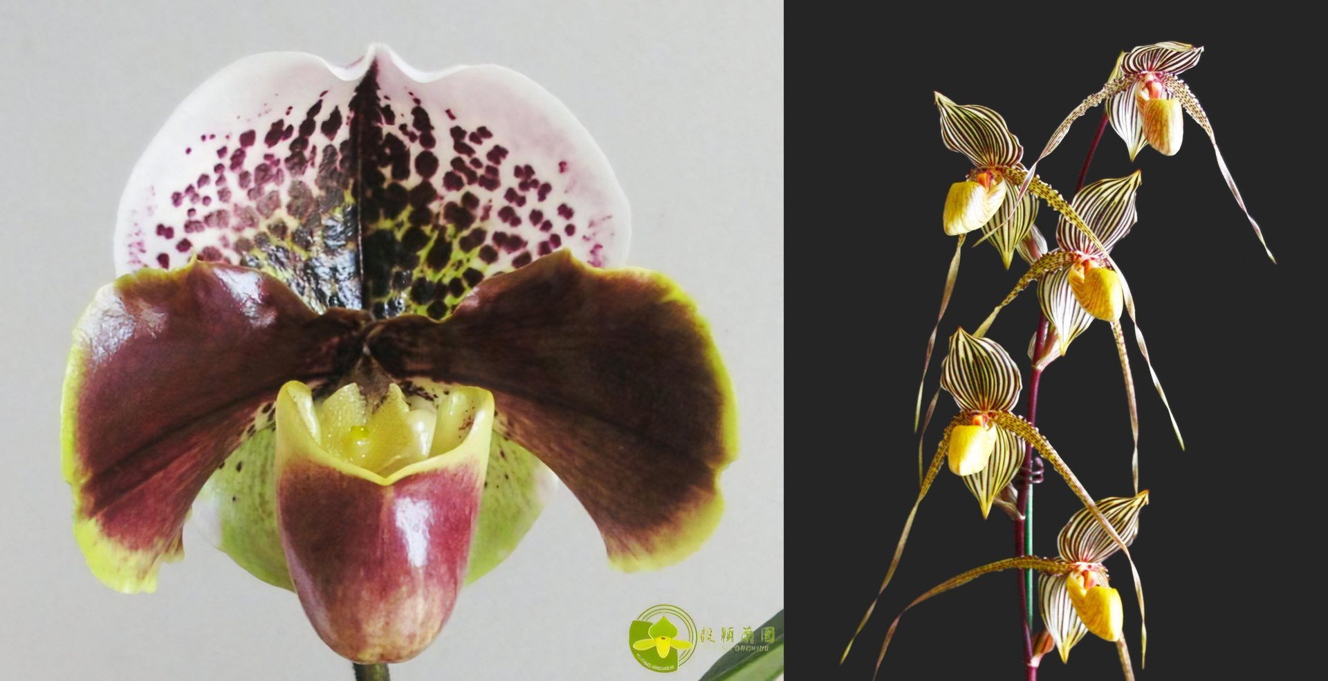 Paph.Saint Swithin x Paph.Enzan Kitty (T81) 3