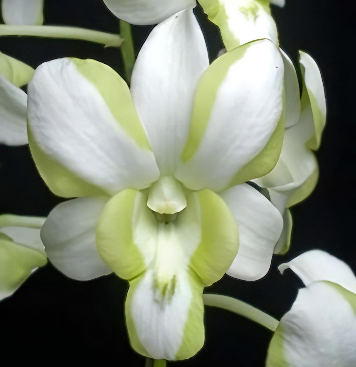 Den.Nopporn Star Bright x  Den.Liberty 2