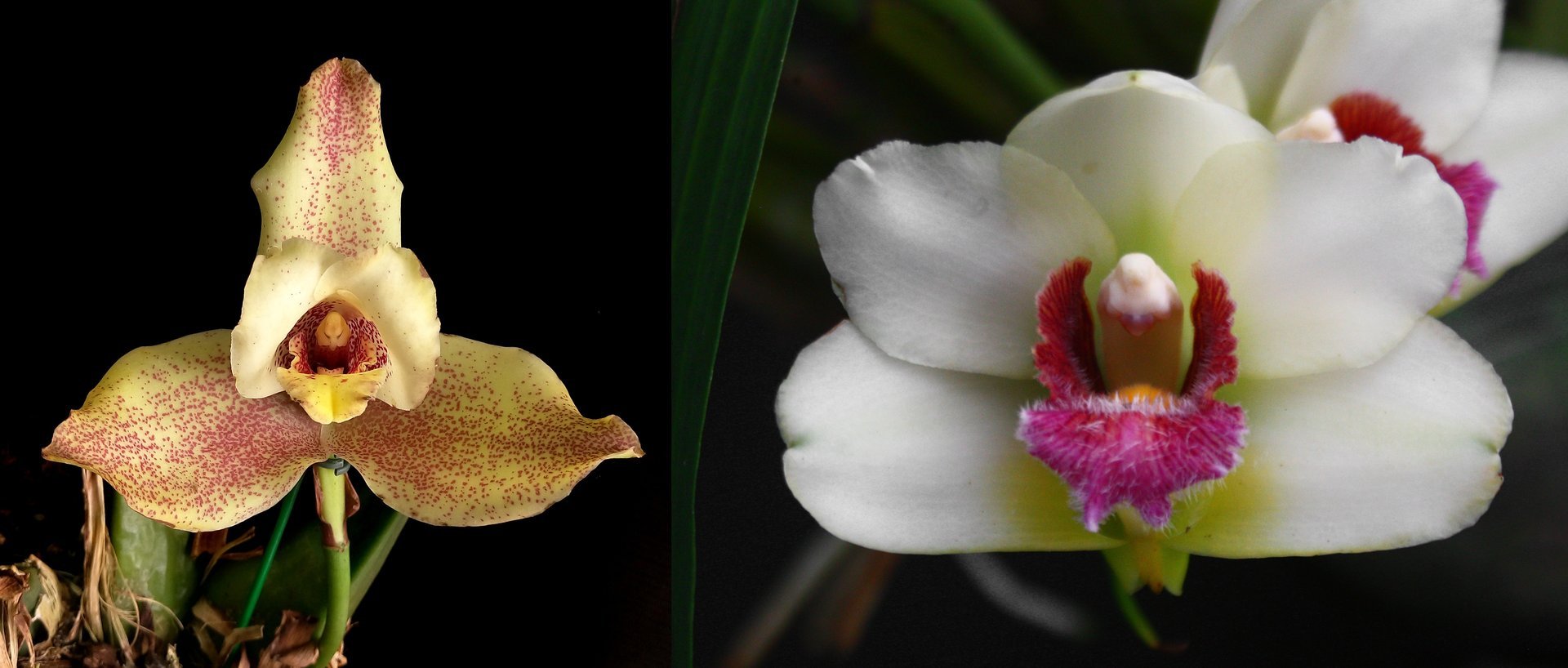 Lycaste deppei x Bifrenaria atropurpurea 3