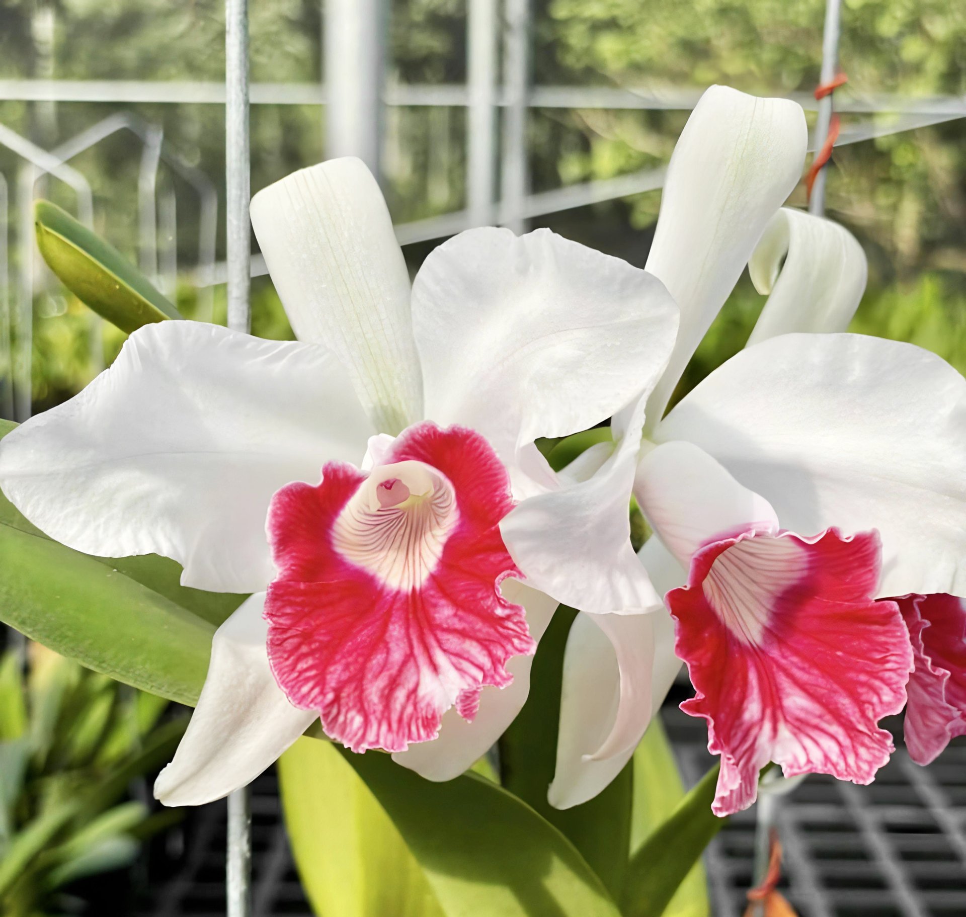 Cattleya (Laelia) purpurata var carnea x sib 2